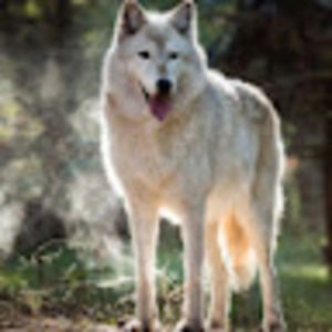 Meet your Posher, Isabella jacquelyn